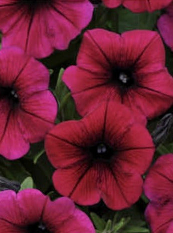 PETUNIA, SHOCK WAVE DEEP PURPLE
