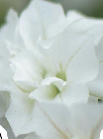 PETUNIA, SURFINIA SUMMER DOUBLE WHITE