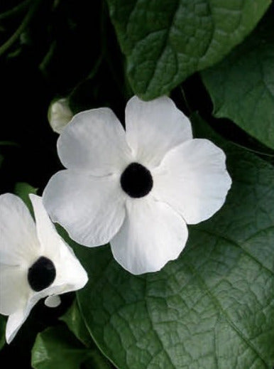 THUNBERGIA, SUSIE WHITE