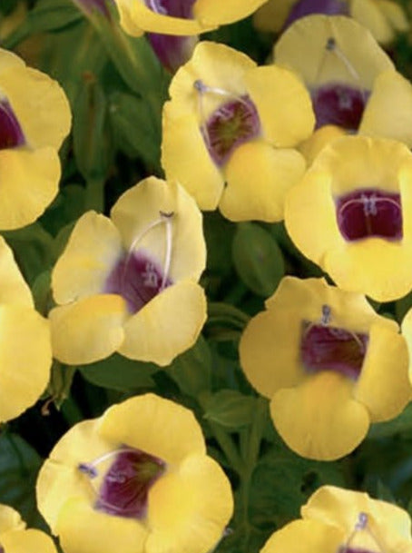 TORENIA, YELLOW MOON