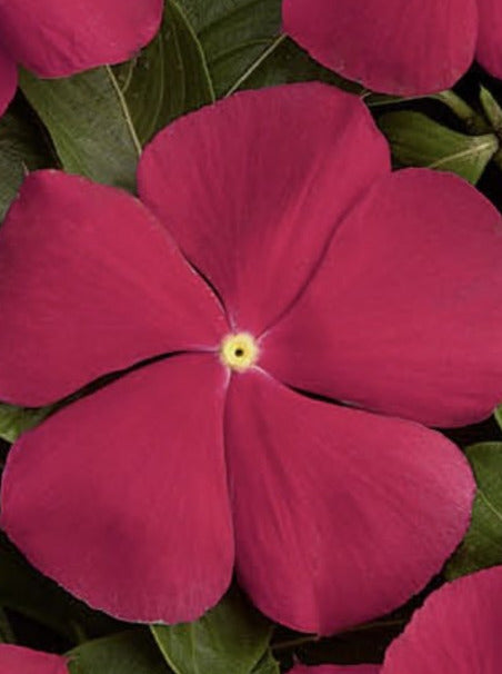 VINCA, PACIFICA REALLY RED