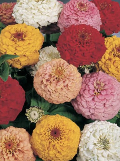 ZINNIA, OKLAHOMA MIX