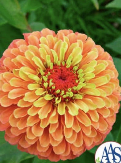 ZINNIA, QUEENY LIME MIX