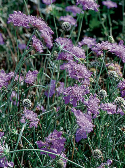 SCABIOSA, BUTTERFLY BLUE (PINCUSHION FLOWER)