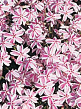 PHLOX, CANDY STRIPES (CREEPING PHLOX)