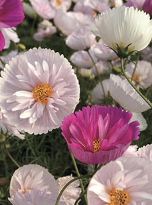 COSMOS, CUPCAKES AND SAUCERS MIX