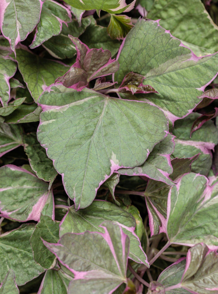 IPOMOEA, TRICOLOR (SWEET POTATO VINE)
