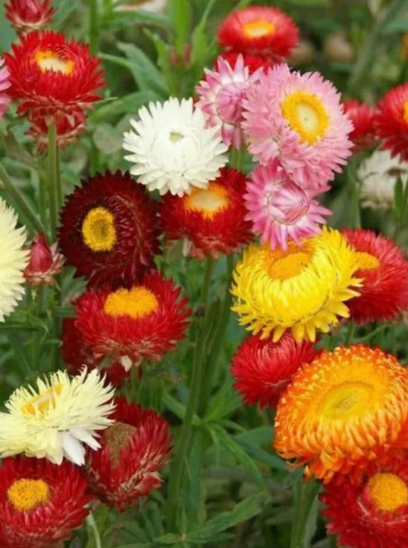 STRAWFLOWER, DOUBLE MIX