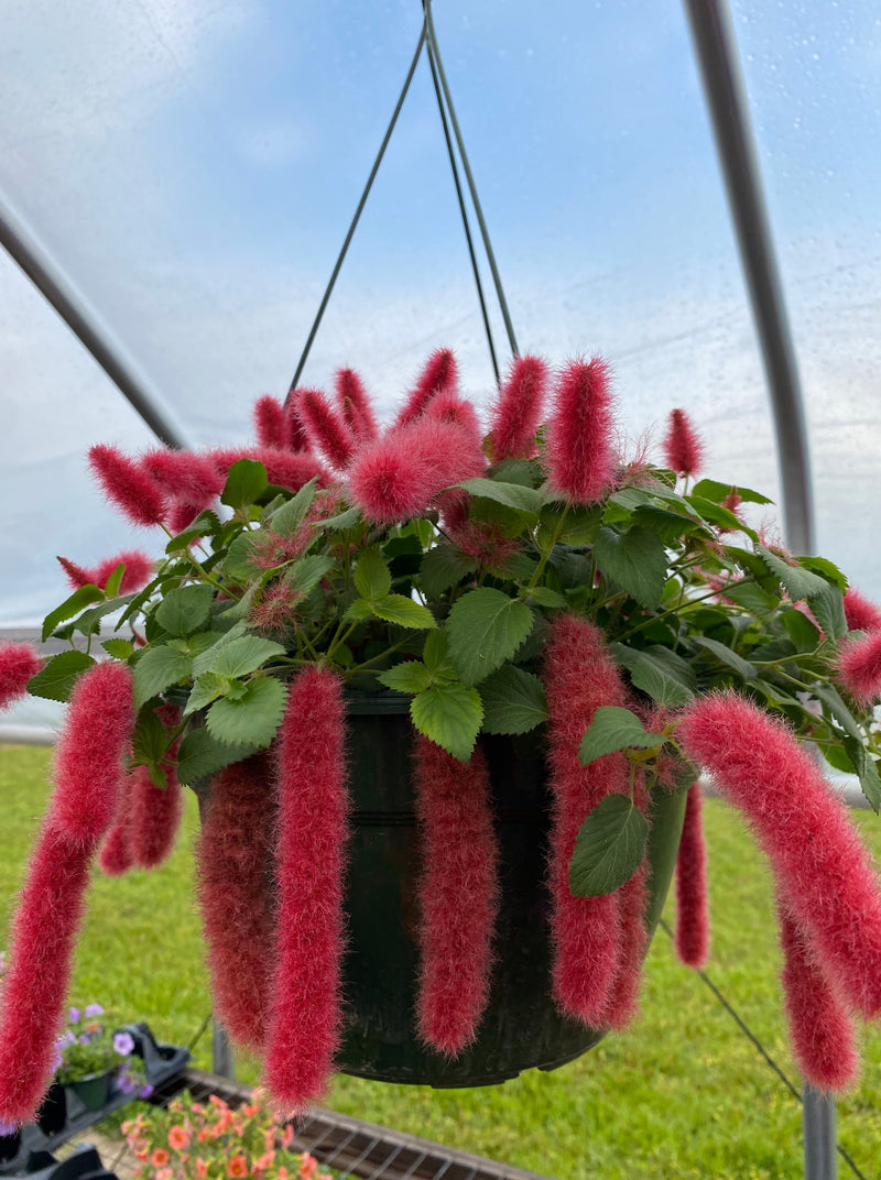 ACALYPHA, PENDULA FIRE TAIL