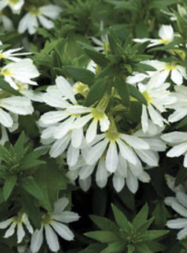 SCAEVOLA, BOMBAY WHITE