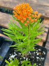 ASCLEPIAS TUBEROSA (BUTTERFLY MILKWEED)