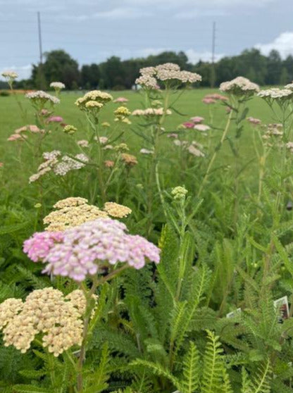 ACHILLEA, SUMMER PASTELS (YARROW)