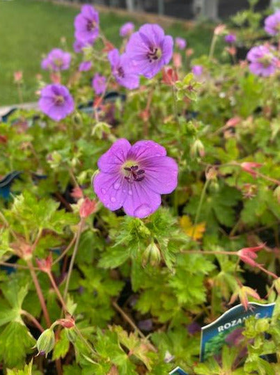 GERANIUM, ROZANNE (CRANESBILL)