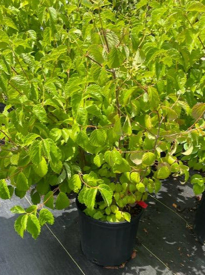VIBURNUM DENTATUM