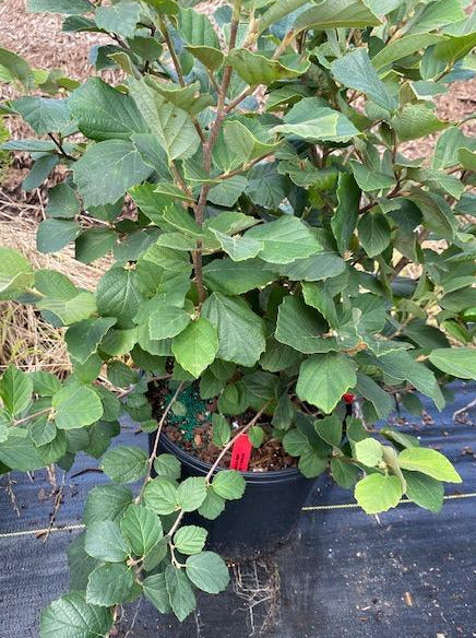 FOTHERGILLA GARDENII, MT. AIRY