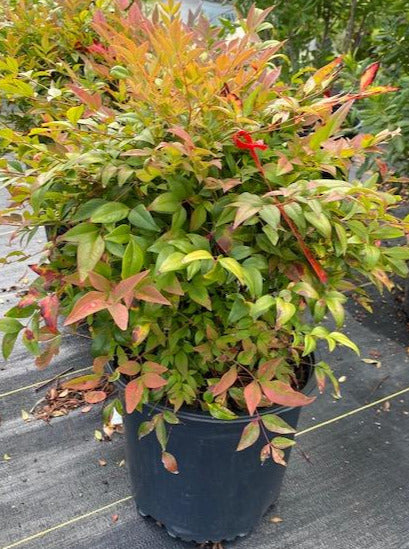 NANDINA DOMESTICA, GULFSTREAM
