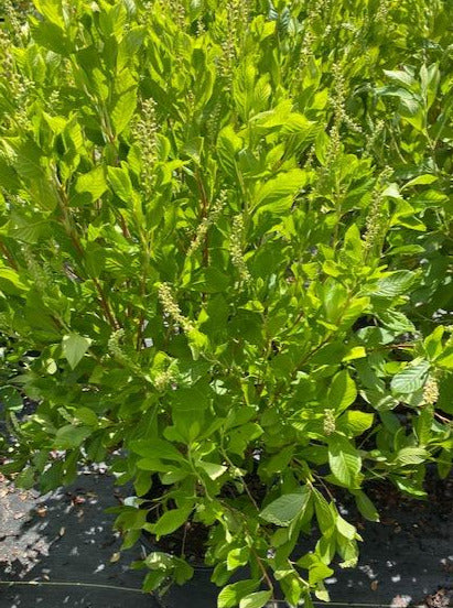 CLETHRA ALNIFOLIA, RUBY SPICE