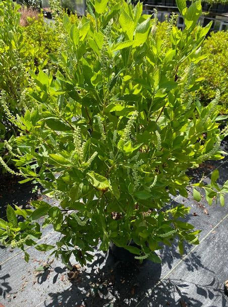 CLETHRA ALNIFOLIA, HUMMINGBIRD