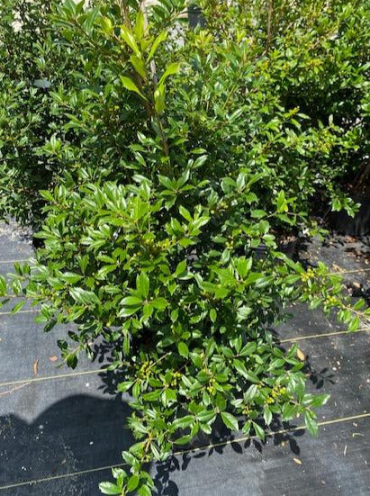 HOLLY, FOSTERI