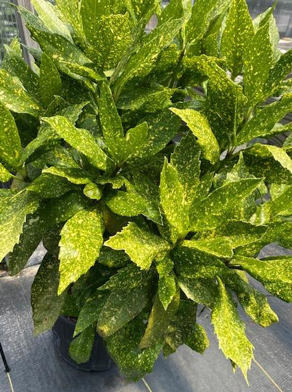 AUCUBA JAPONICA, GOLDEN KING (SPOTTED LAUREL)