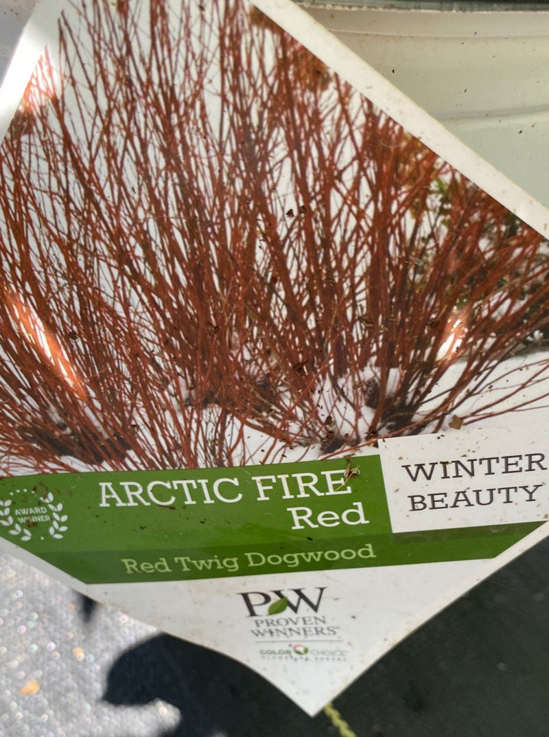 DOGWOOD, ARCTIC FIRE (RED TWIG)