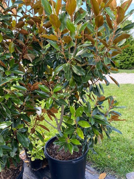 MAGNOLIA, LITTLE GEM