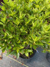 AZALEA, ELSIE LEE