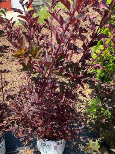PHYSOCARPUS, SUMMER WINE (NINEBARK)