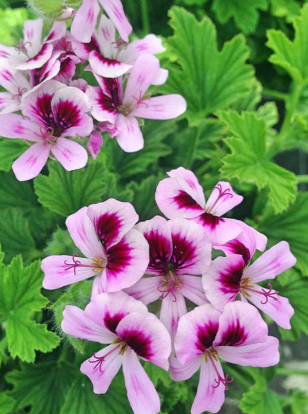 GERANIUM, SCENTED CITRONELLA