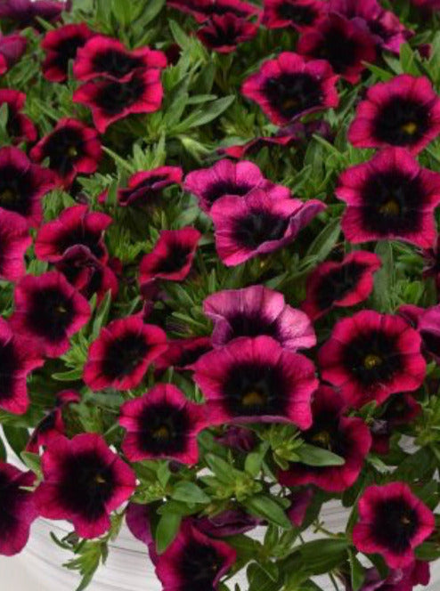 CALIBRACHOA, DRACULA