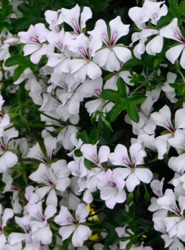 IVY GERANIUM, GLACIER WHITE