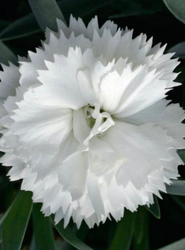DIANTHUS, SUPER TROUPER WHITE