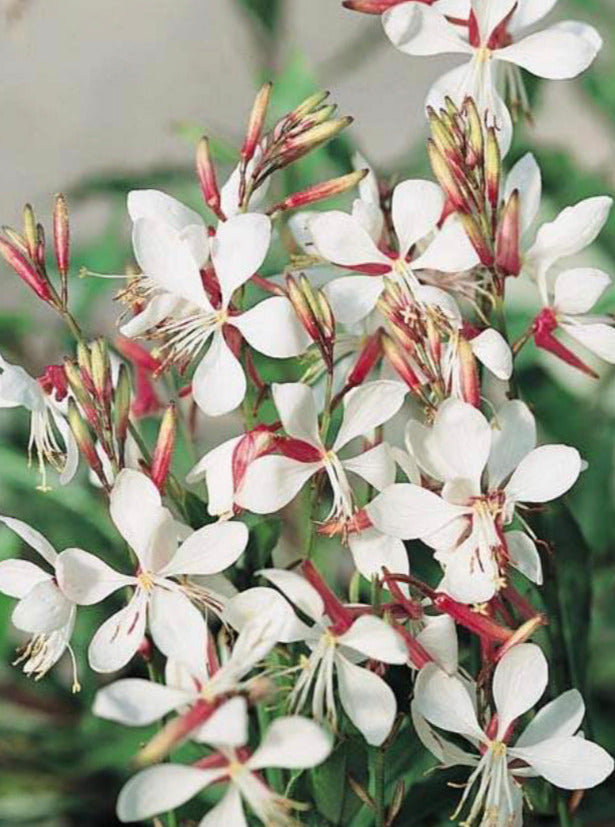 GAURA, THE BRIDE (WAND FLOWER)