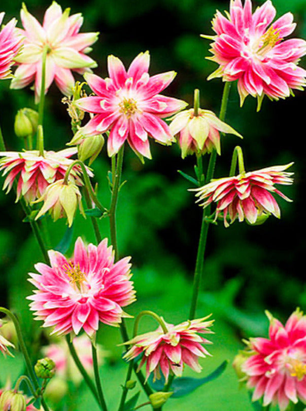 AQUILEGIA, NORA BARLOW (COLUMBINE)