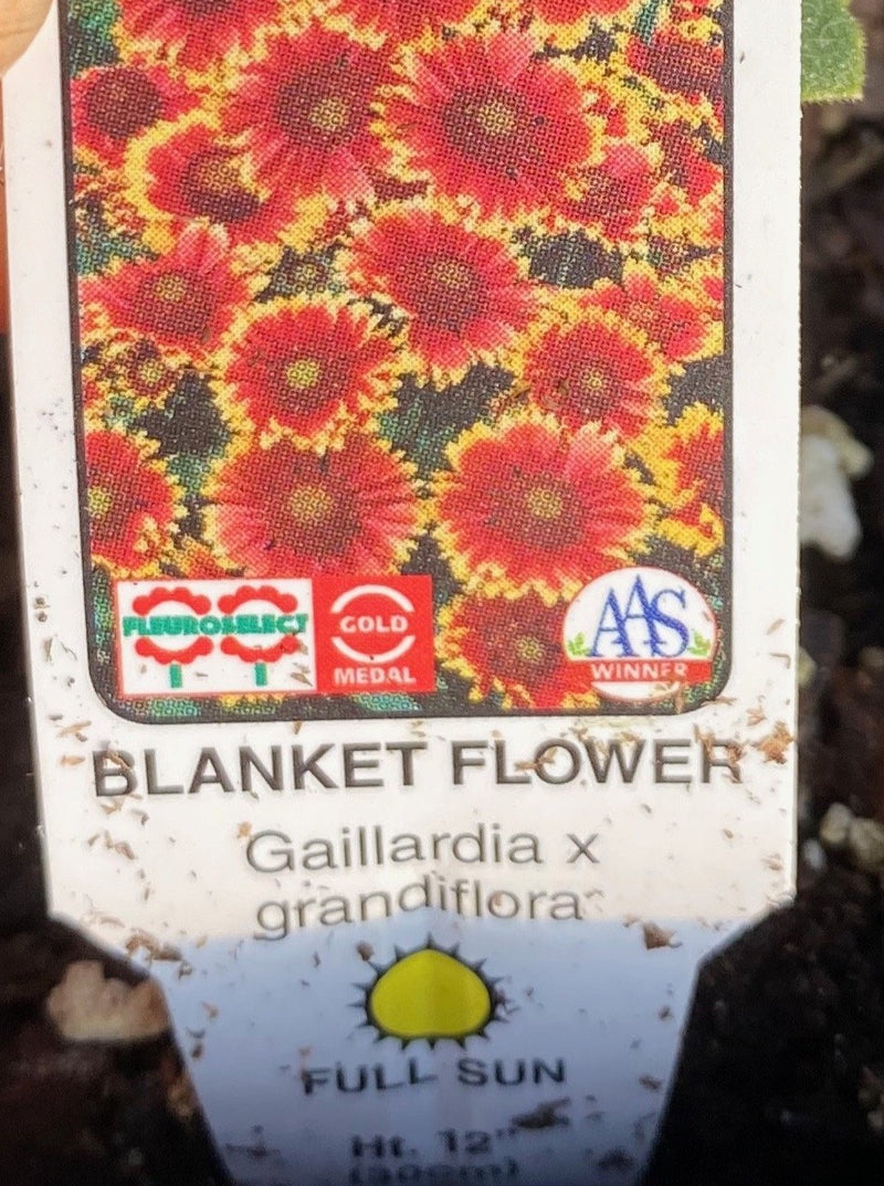 GAILLARDIA, ARIZONA SUN (BLANKET FLOWER)