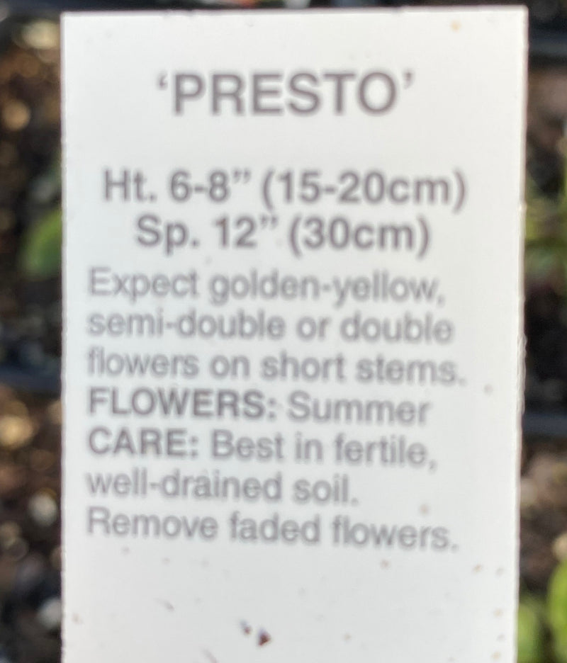 COREOPSIS, PRESTO (TICKSEED)