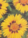 COREOPSIS, SUNFIRE (TICKSEED)