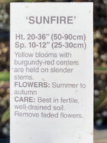 COREOPSIS, SUNFIRE (TICKSEED)