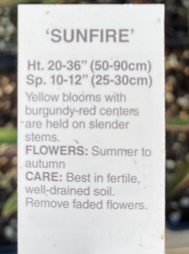 COREOPSIS, SUNFIRE (TICKSEED)