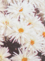 LEUCANTHEMUM, CRAZY DAISY (SHASTA DAISY)