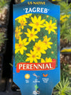 COREOPSIS, ZAGREB (TICKSEED)