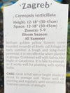 COREOPSIS, ZAGREB (TICKSEED)