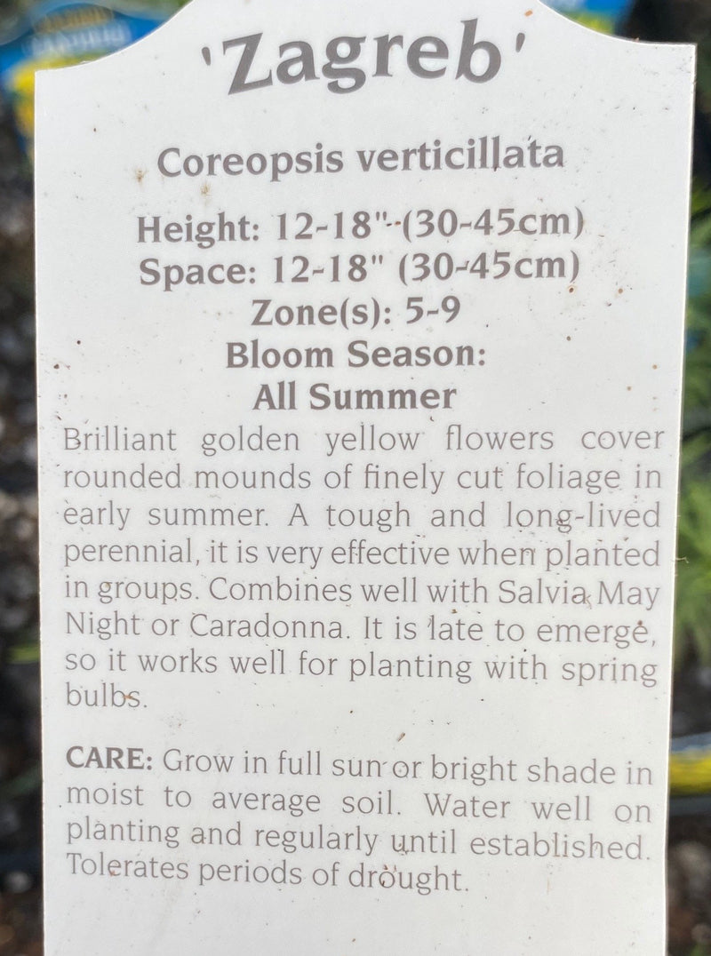 COREOPSIS, ZAGREB (TICKSEED)