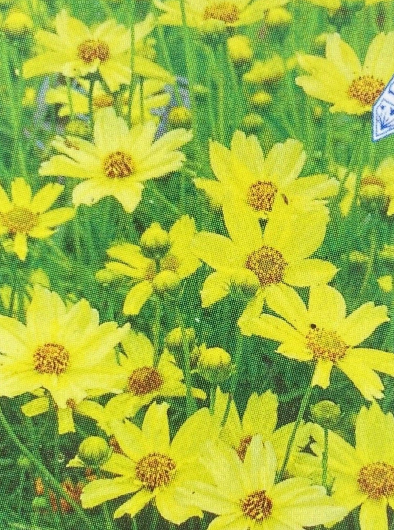 COREOPSIS, CREME BRULEE (TICKSEED)