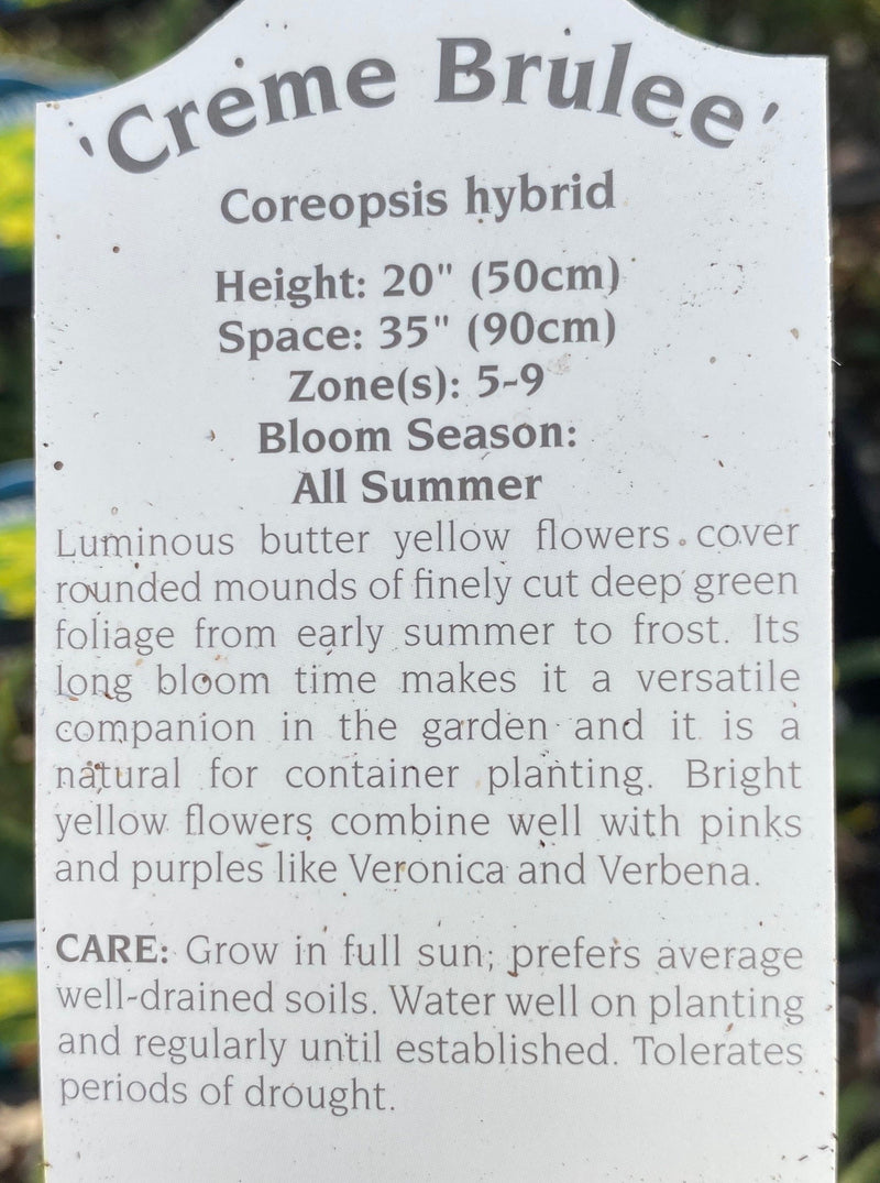 COREOPSIS, CREME BRULEE (TICKSEED)