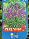 VERONICA, ROYAL CANDLES (SPEEDWELL)