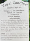 VERONICA, ROYAL CANDLES (SPEEDWELL)