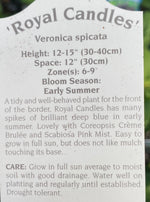 VERONICA, ROYAL CANDLES (SPEEDWELL)