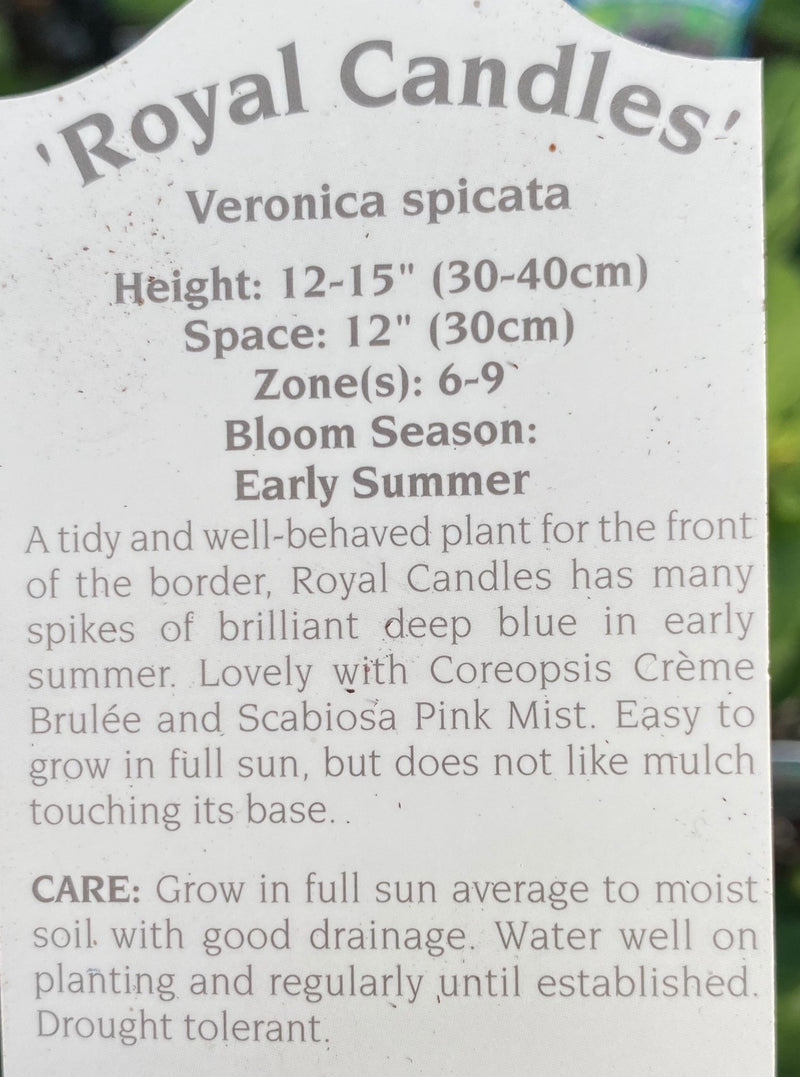 VERONICA, ROYAL CANDLES (SPEEDWELL)