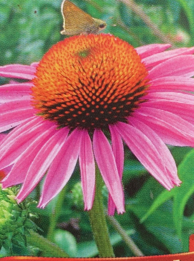 ECHINACEA, RUBY STAR (CONEFLOWER)